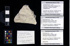Foto (Objekt + Etikett) von Decapoda propodus (Latreille, 1802)  (NHMW-GEO-2014-0194-1018b)